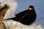 Kvørkveggjusteggi / Turdus merula ♂