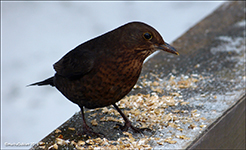 Kvørkveggjubøga / Turdus merula ♀ 