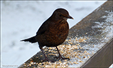 Kvørkveggjubøga / Turdus merula ♀