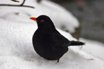 Kvørkveggjusteggi / Turdus merula ♂