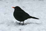 Kvørkveggjusteggi / Turdus merula ♂