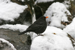 Kvørkveggjusteggi / Turdus merula ♂