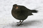 Kvørkveggjubøga / Turdus merula ♀ 