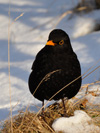 Kvørkveggjusteggi / Turdus merula ♂