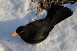 Kvørkveggjusteggi / Turdus merula ♂