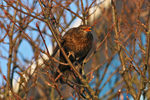 Kvørkveggjubøga / Turdus merula ♀