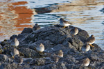 Grágrælingur / Calidris maritima, Nólsoy 23.01.2010.