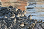 Grágrælingur / Calidris maritima, Nólsoy 23.01.2010.