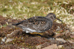 Grgrlingur / Calidris maritima, Sornfelli 08.05.2010