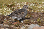 Grgrlingur / Calidris maritima, Sornfelli 08.05.2010