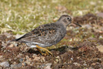 Grgrlingur / Calidris maritima, Sornfelli 08.05.2010