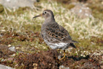 Grágrælingur / Calidris maritima, Sornfelli 08.05.2010