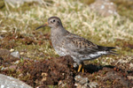 Grágrælingur / Calidris maritima, Sornfelli 08.05.2010