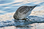 Grágrælingur / Calidris maritima, Nólsoy 24.12.2009.