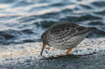 Grágrælingur / Calidris maritima, Nólsoy 24.12.2009.