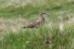 Spgvi / Numenius phaeopus