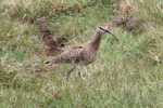 Spgvi / Numenius phaeopus