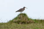 Spógvi / Numenius phaeopus. Eiðiskollur 15.06.2013