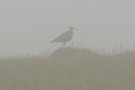 Spógvi / Numenius phaeopus. Eiðiskollur 15.06.2013