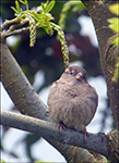 Gráspurvabøga / Passer domesticus ♀