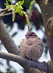 Gráspurvabøga / Passer domesticus ♀