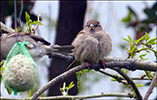 Gráspurvabøga / Passer domesticus ♀