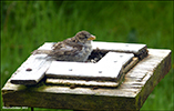 Spurvaungi / Passer domesticus juvenile