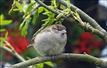 Spurvaungi / Passer domesticus juvenile