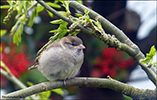 Spurvaungi / Passer domesticus juvenile