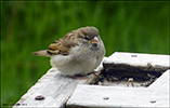 Spurvaungi / Passer domesticus juvenile