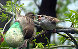 Spurvaungi / Passer domesticus juvenile