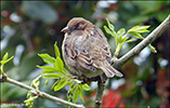 Gráspurvabøga / Passer domesticus ♀