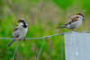 Gráspurvasteggjar / Passer domesticus ♂