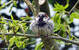 Gráspurvasteggi / Passer domesticus ♂