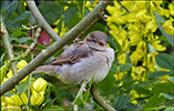 Passer domesticus