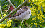 Passer domesticus