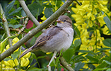 Passer domesticus