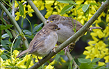 Passer domesticus