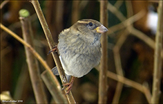 Gráspurvabøga / Passer domesticus ♀ 