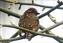 Gráspurvabøga / Passer domesticus ♀  