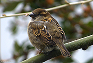 Gráspurvabøga / Passer domesticus ♀