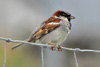 Gráspurvasteggi / Passer domesticus ♂