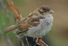 Gráspurvaungi / Passer domesticus