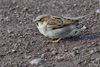 Ungur gráspurvasteggi / Passer domesticus ♂