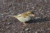 Gráspurvabøga / Passer domesticus ♀