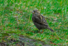 Gráspurvabøga / Passer domesticus ♀