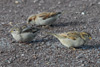 Gráspurvar / Passer domesticus