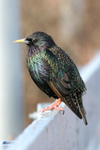 Stari / Sturnus vulgaris faroeensis ♂