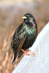 Stari / Sturnus vulgaris faroeensis ♂