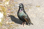 Stari / Sturnus vulgaris faroeensis ♂